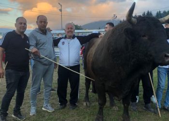 Şampiyon boğaya 500 bin kıymet