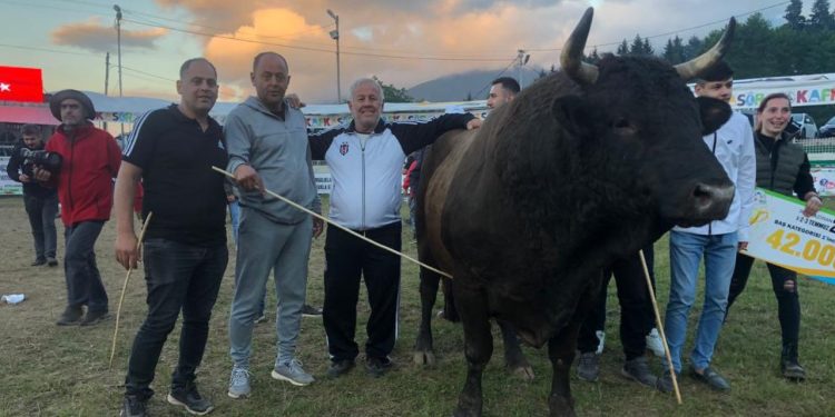 Şampiyon boğaya 500 bin kıymet