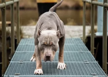 Bursa’da kızdıkları şahısların üzerine pitbull köpekleri ile saldırdılar