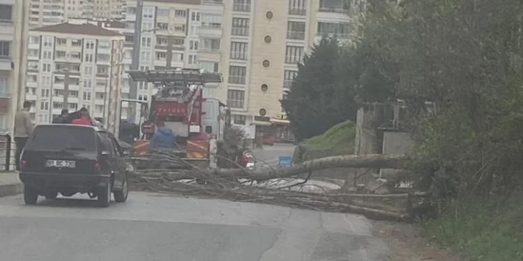 Doğu Karadeniz’de fırtına tesiri; çatı uçtu, ağaç devrildi